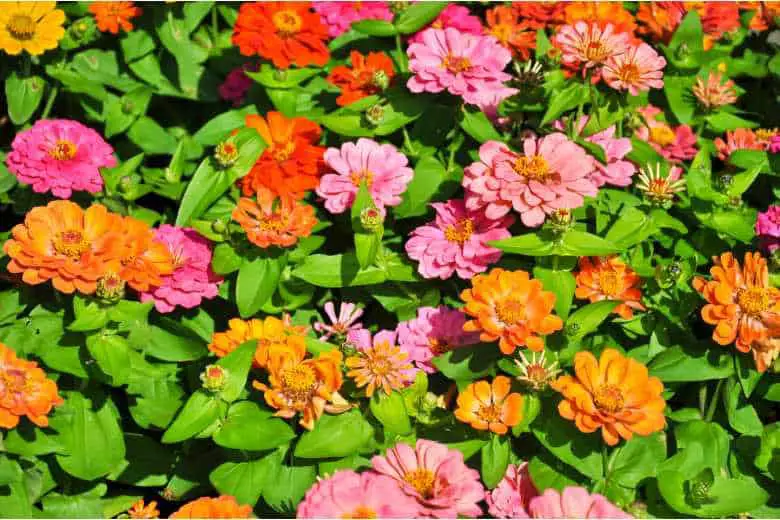 When to Plant Zinnia Seeds in Texas