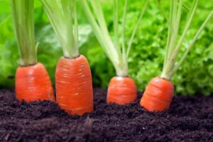 When to Plant Carrots in Iowa