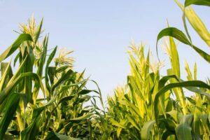 When to Plant Corn in Seattle-The Best Time to Plant
