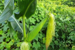 When To Plant Sweet Corn In Illinois
