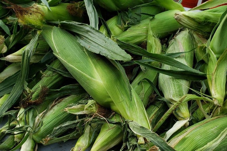 When to plant sweet corn in minnesota