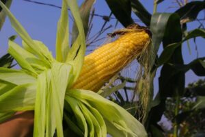 When to Plant Sweet Corn in Tennessee?