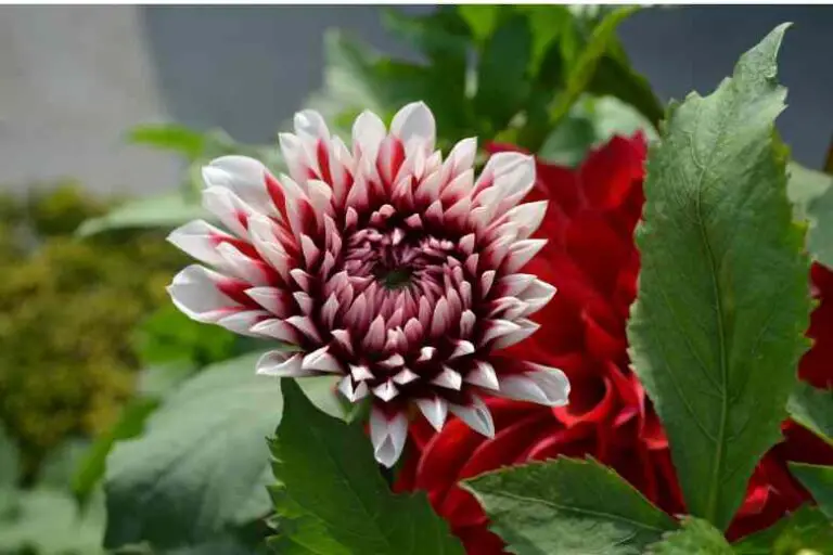 Why are My Dahlia Leaves Turning Yellow