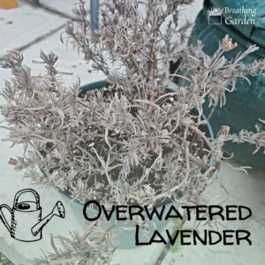 What Does Overwatered Lavender Look Like