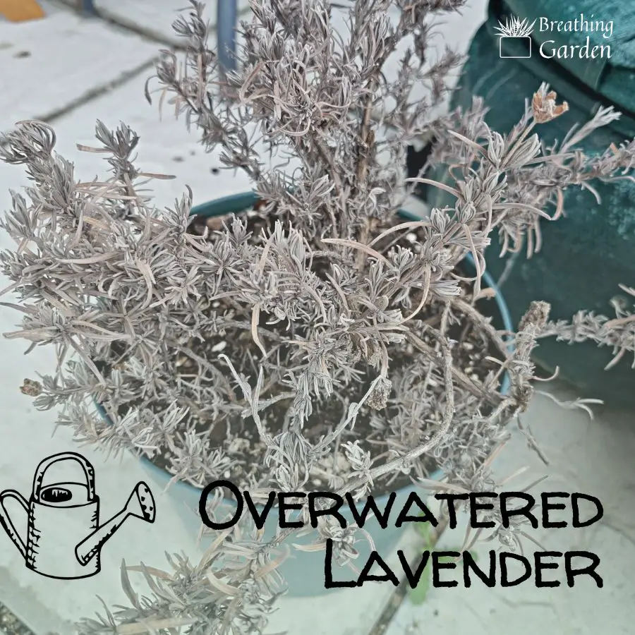 httpsbreathinggarden.comwp contentuploads202301overwatered lavender
