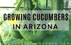 How to grow cucumbers in arizona