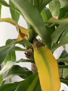 Why are The Leaves on My Corn Plant Turning Yellow