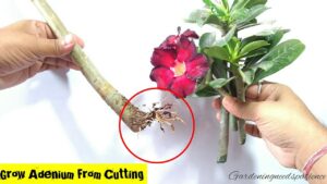 How to grow desert rose from cutting