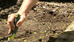 How to plant black seeded simpson lettuce