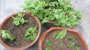 How to propagate baby sun rose