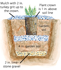 How much lime to add to soil for lavender