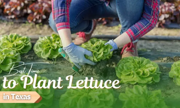 httpswww.floridayards.orgwp contentuploads202305when to plant lettuce in