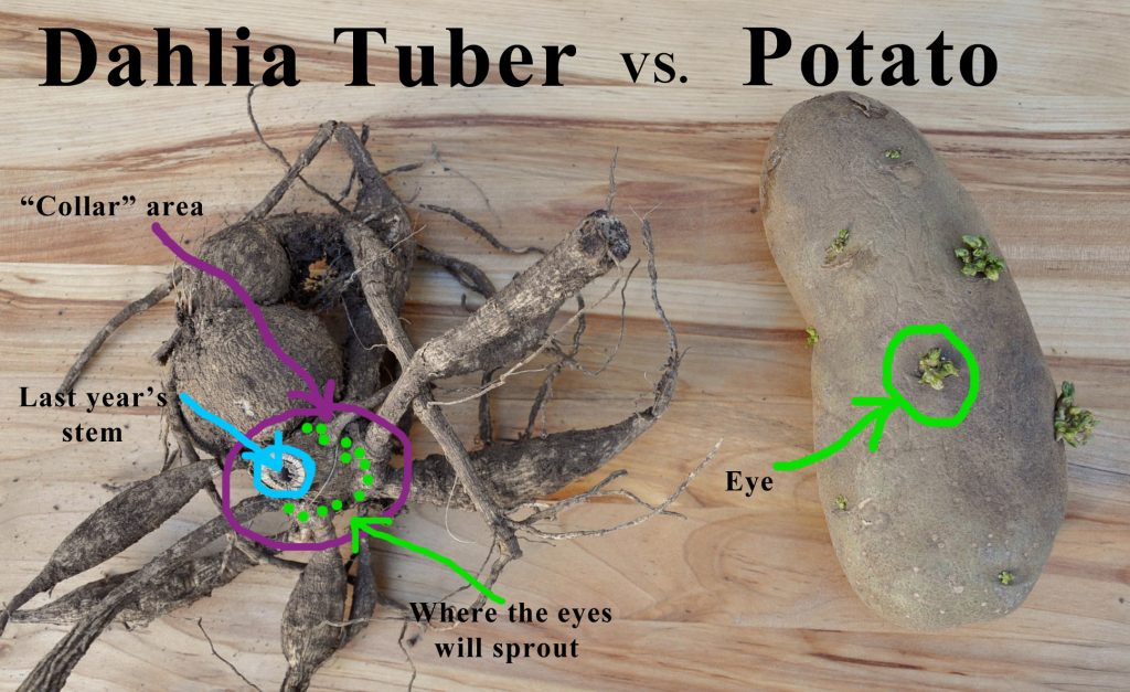 httpswww.gardensbyevelyn.comwp contentuploads202002Dahlia Tuber and PotatoLABELS 1024x627 1