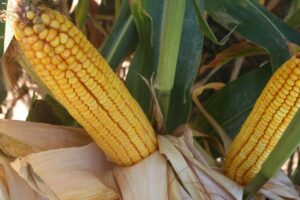 How to increase corn yields
