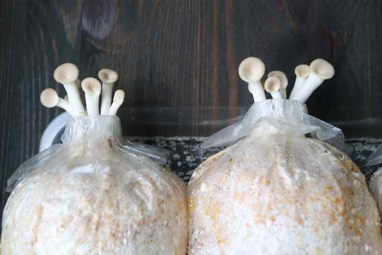 All In One Mushroom Grow Bag Yield