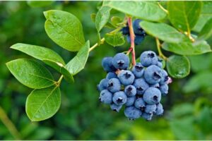 Are Blueberries an Aphrodisiac-Unveiling the Truth