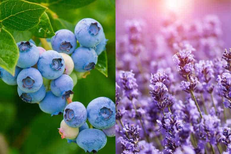 Can I Plant Lavender With Blueberries