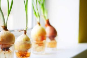 Can You Grow Onions Hydroponically-Learn Hydroponic Gardening