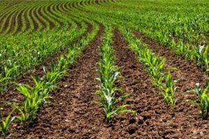 Can You Plant Corn With A Grain Drill? Things to Consider!