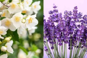 Can You Plant Jasmine And Lavender Together