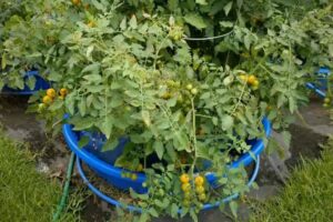 Can You Plant Tomatoes In A Kiddie Pool? A Step-by-Step Guide