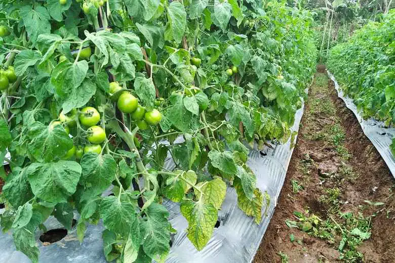 Can You Plant Tomatoes In The Same Place Each Year