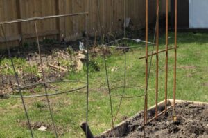 Can You Use Tomato Cages For Green Beans? Know The Truth!