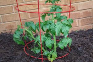Can You Use Tomato Cages For Zucchini- Revealed the Truth