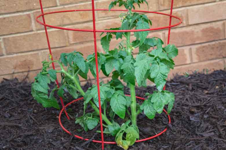 Can You Use Tomato Cages For Zucchini