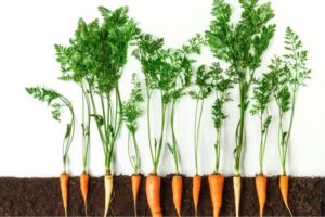 Do Carrots Grow Underground? Uncovering the Secrets!
