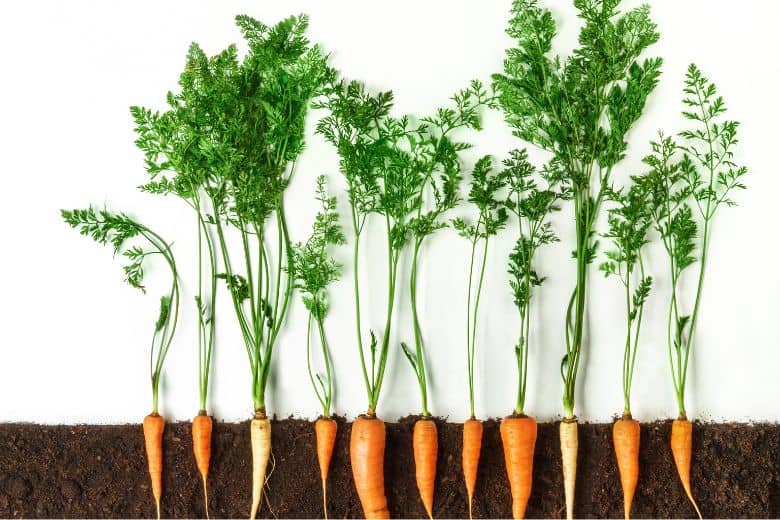 Do Carrots Grow Underground