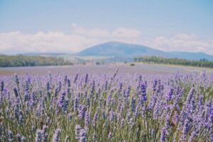 Does Lavender Grow In Arizona?