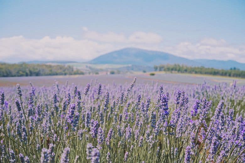 Does Lavender Grow In Arizona