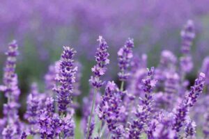 Does Lavender Grow In Colorado