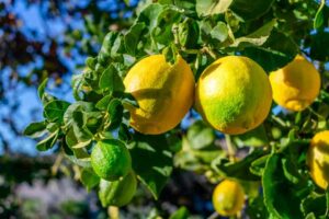 Does Lemon And Lime Grow On The Same Tree?