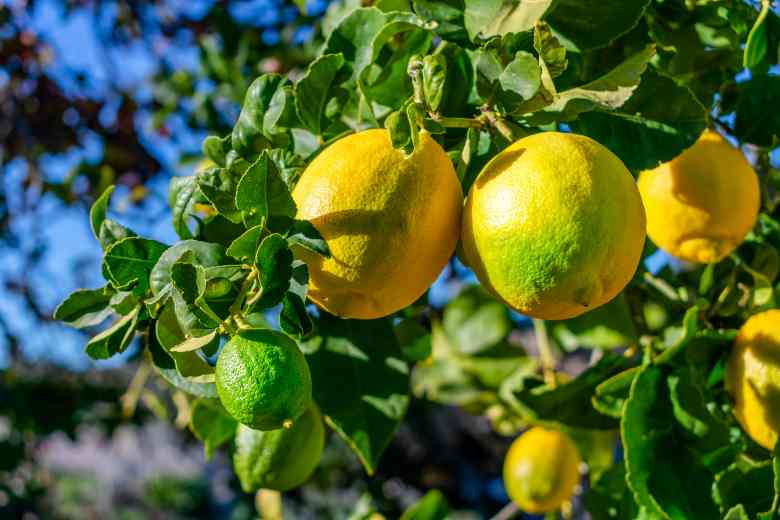 Does Lemon And Lime Grow On The Same Tree