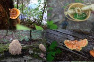 Edible Mushrooms In South Carolina