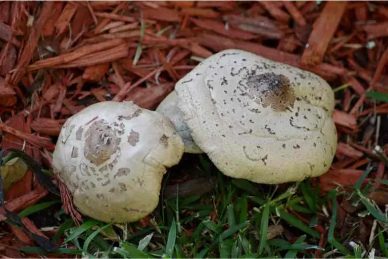 Florida Mushroom Identification Chart