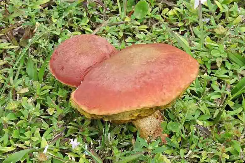 Florida Mushroom Identification Chart