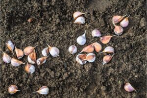 Growing Garlic In California