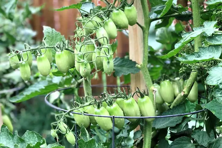 Growing Green Beans with Tomato Cages