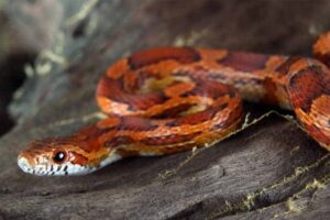 How Long Can A Corn Snake Go Without Water