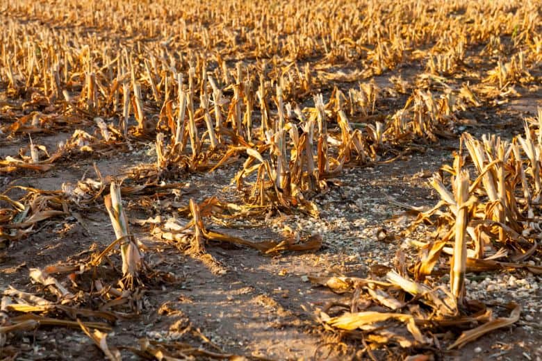 How Long Does It Take For Corn Stalks To Decompose