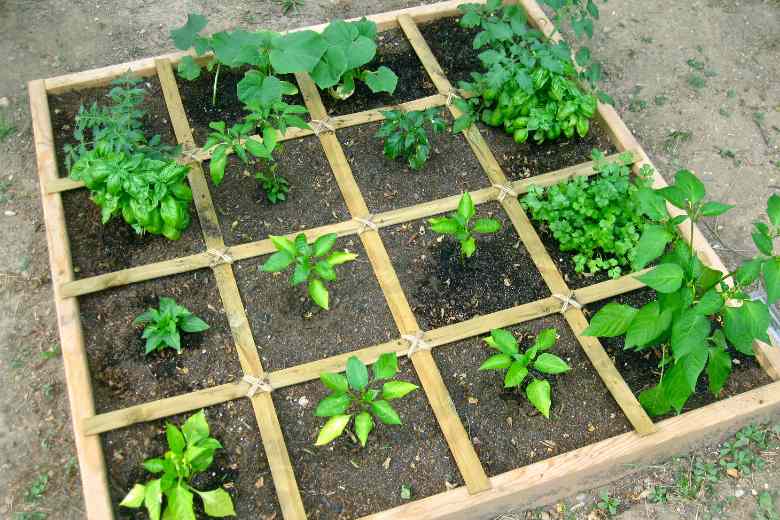 How Many Cucumber Plants Per Square Foot