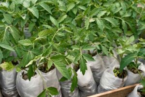 How Many Tomato Plants Per Grow Bag