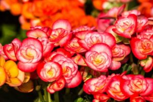 How To Collect Begonia Seeds