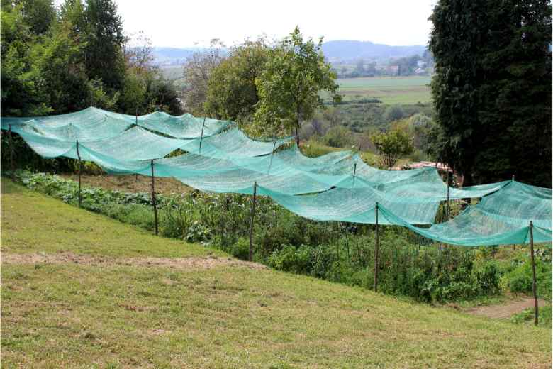 How To Cover Tomato Plants With Netting