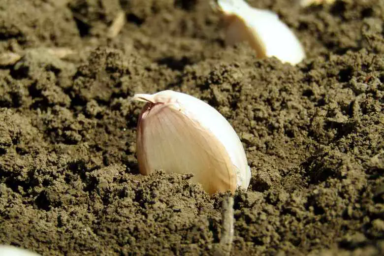 How To Grow Garlic In San Diego