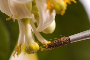 How To Hand Pollinate Lemon Tree