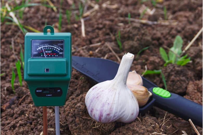 How To Plant Garlic In Colorado